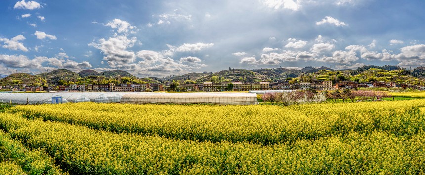 三秀社區(qū)田野花開祥瑞如畫。瞿明斌攝