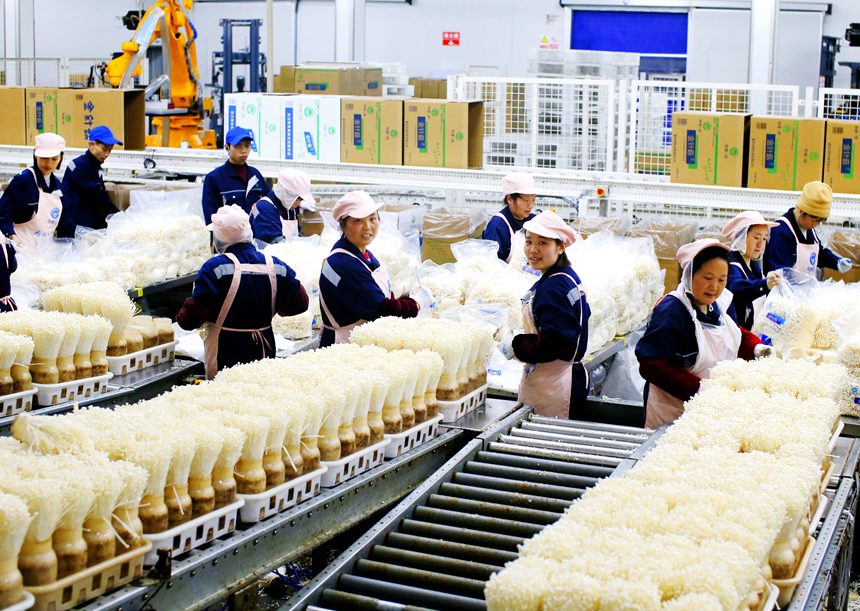 工人在流水線上采收金針菇。曹永龍攝