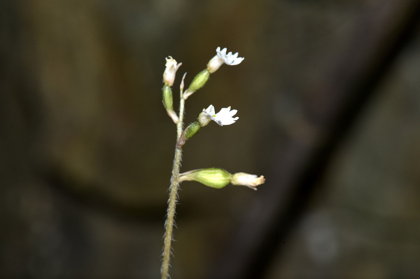 中華叉柱蘭。周厚林?jǐn)z