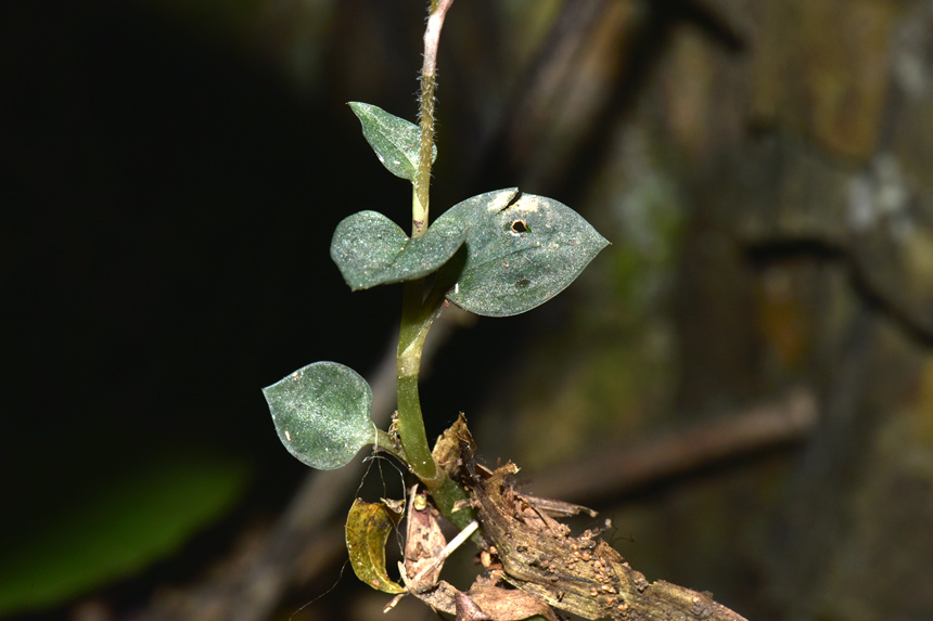 中華叉柱蘭的莖和葉。周厚林?jǐn)z