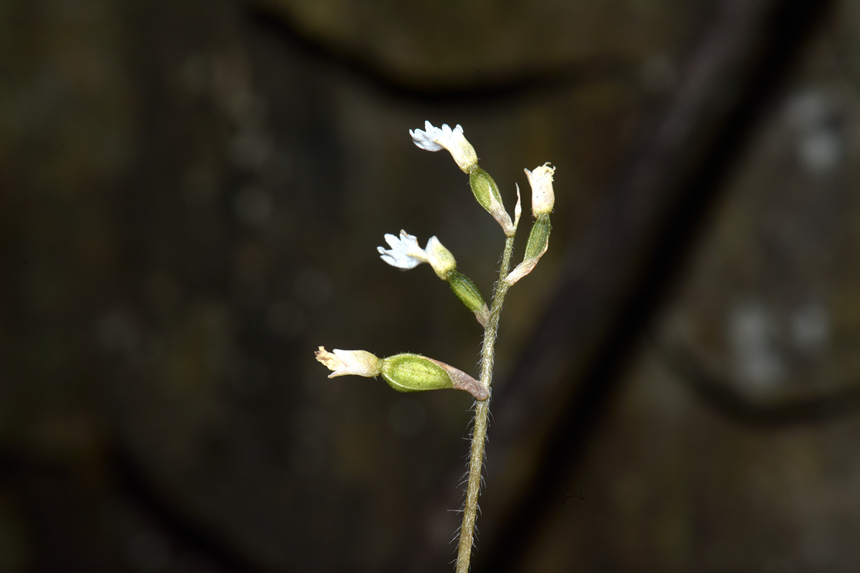 中華叉柱蘭。周厚林?jǐn)z