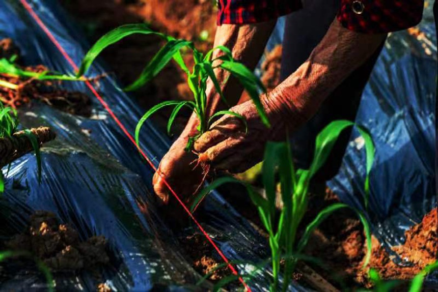 村民正在移栽有機(jī)高粱苗。向曉秋攝