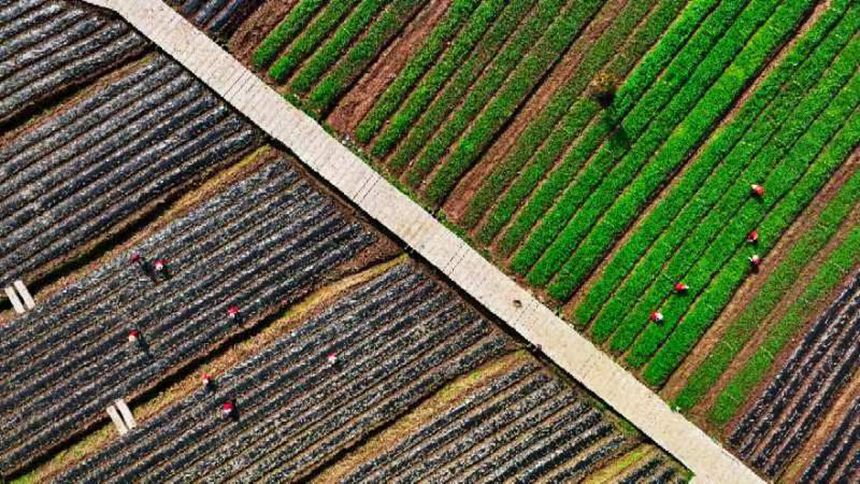 墊江縣永安鎮(zhèn)有機(jī)高粱種植試驗(yàn)基地。向曉秋攝