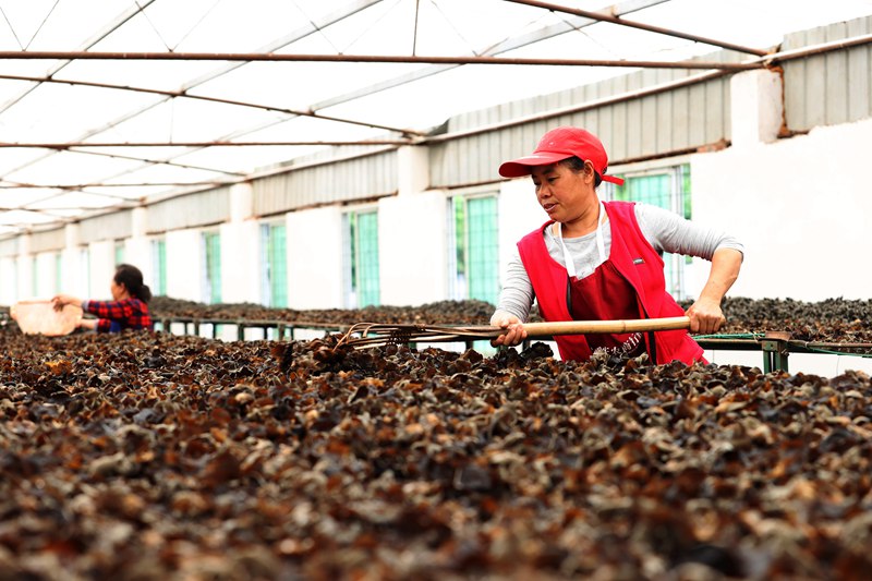 村民在采收黑木耳。楊敏攝