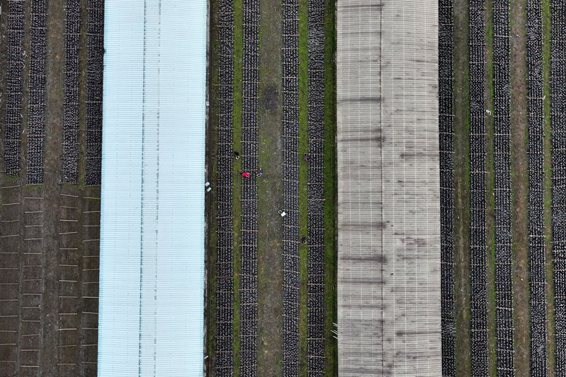 黔江區(qū)石會(huì)鎮(zhèn)食用菌基地。楊敏攝