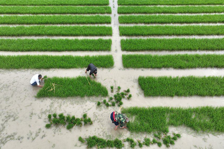 村民在“馬喇貢米”基地起秧。楊敏攝