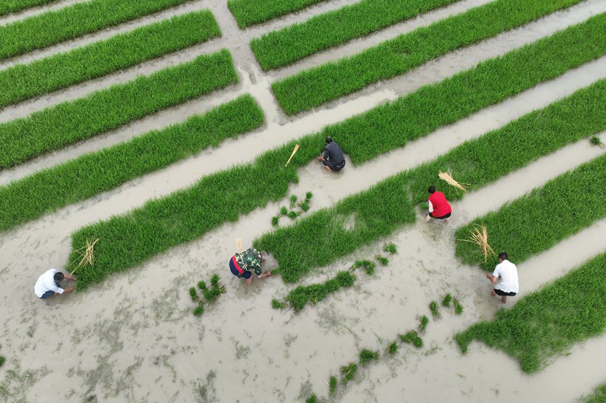 村民在“馬喇貢米”基地起秧。楊敏攝