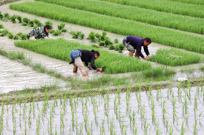 村民在“馬喇貢米”基地起秧。楊敏攝