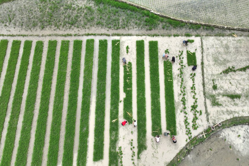 村民在“馬喇貢米”基地起秧。楊敏攝