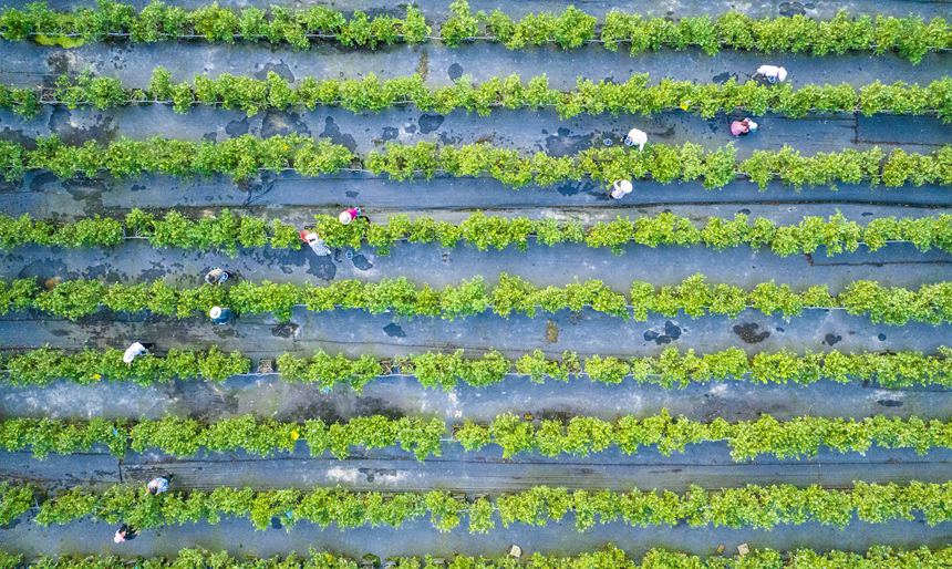 村民正在采收藍(lán)莓。甘昊旻攝