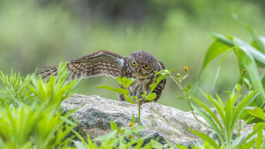 金佛山國家自然保護(hù)區(qū)里嬉戲的斑頭鵂鹠幼鳥。瞿明斌攝