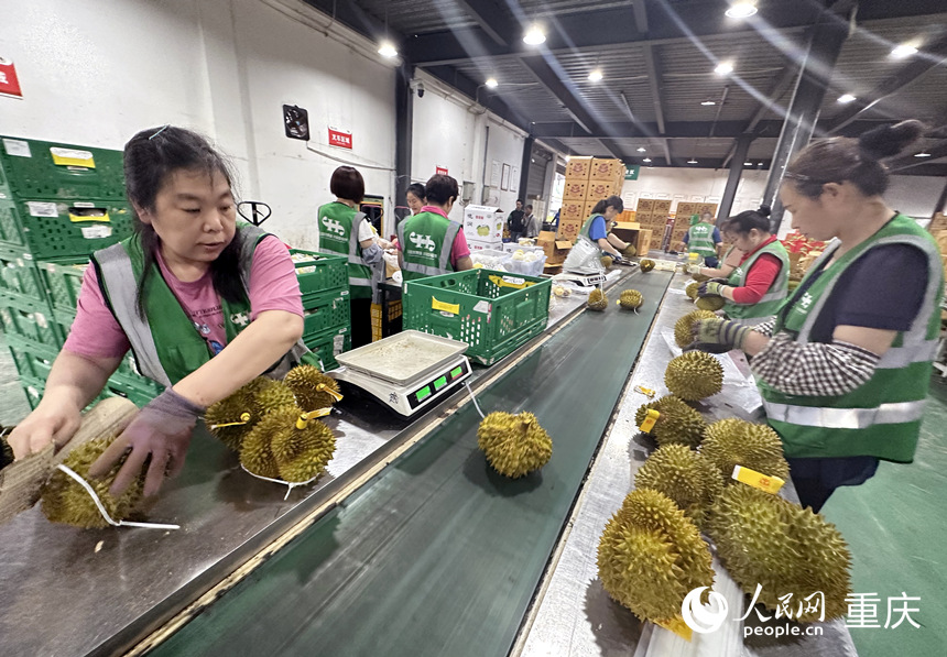 工作人員正在分揀榴蓮。人民網(wǎng)記者 劉政寧攝
