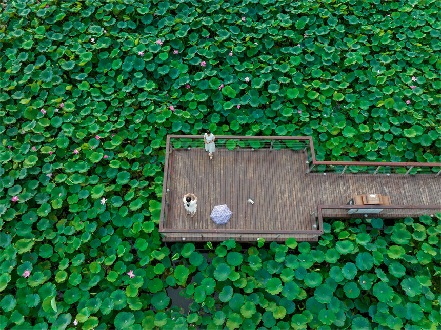 南岸區(qū)疊水公園夏荷盛開，吸引了眾多市民、游客前來賞荷。郭旭攝