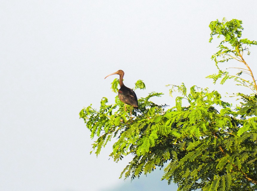 彩鹮停留在枝頭。余懷先攝