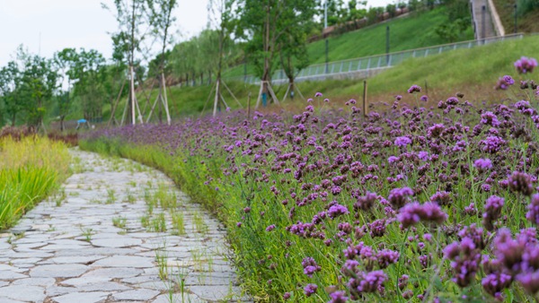 “兩江四岸”葛老溪段。唐鑫攝