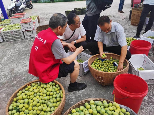 巫山縣稅務(wù)局駐村工作隊(duì)隊(duì)員王樸（左一）幫助官渡鎮(zhèn)竹林村村民銷售脆李。陳太軍攝