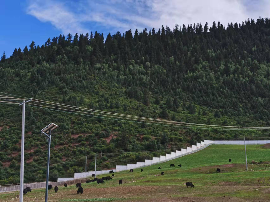 位于類烏齊縣央宗村的現(xiàn)代化牦牛育肥基地。姜峰攝