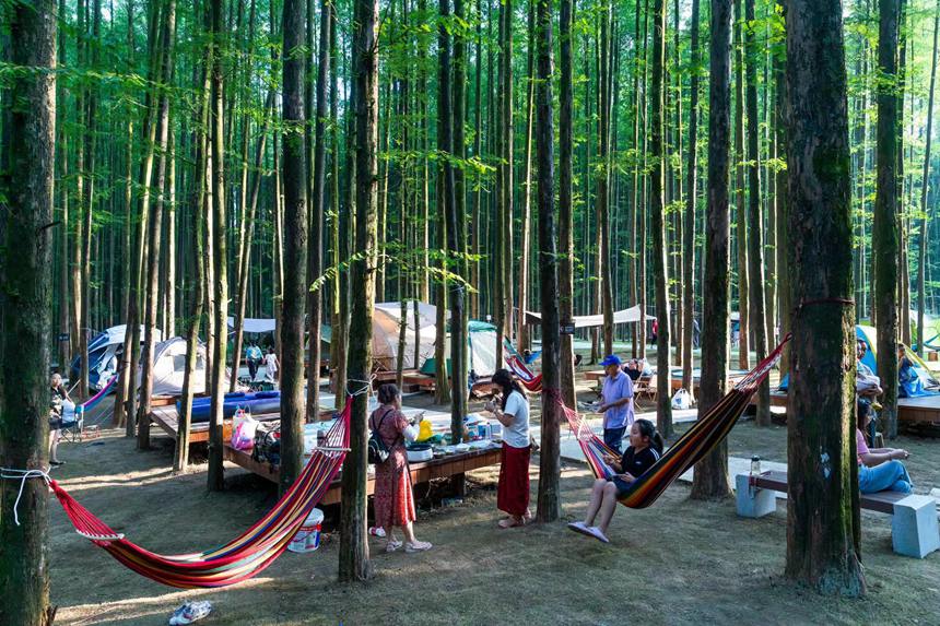 游客在森林公園里露營享受“清涼一夏”。瞿明斌攝