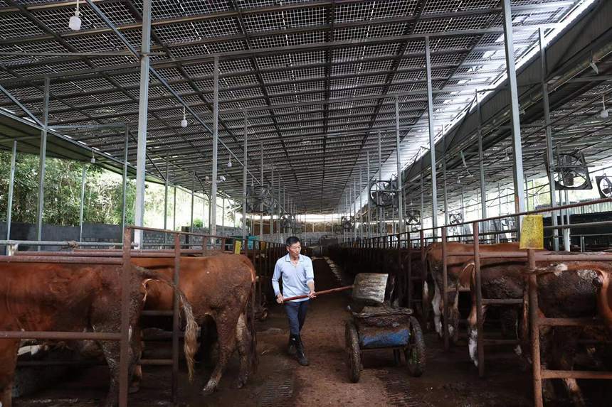 村民在光伏養(yǎng)牛場(chǎng)里清理圈舍。 楊敏攝