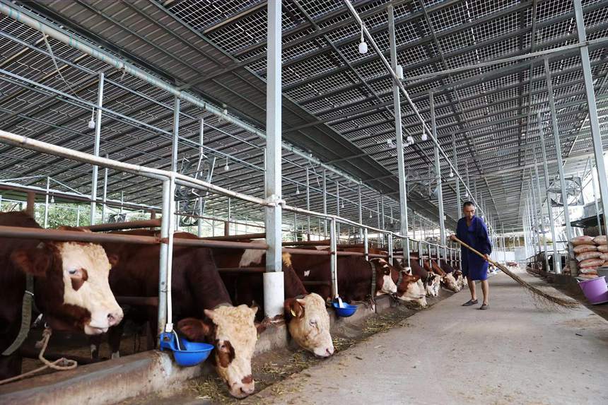 村民在光伏養(yǎng)牛場(chǎng)里打掃衛(wèi)生。楊敏攝