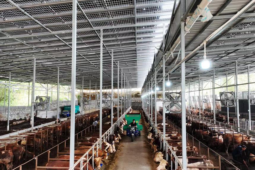 村民在光伏養(yǎng)牛場里給牛添加飼料。楊敏攝