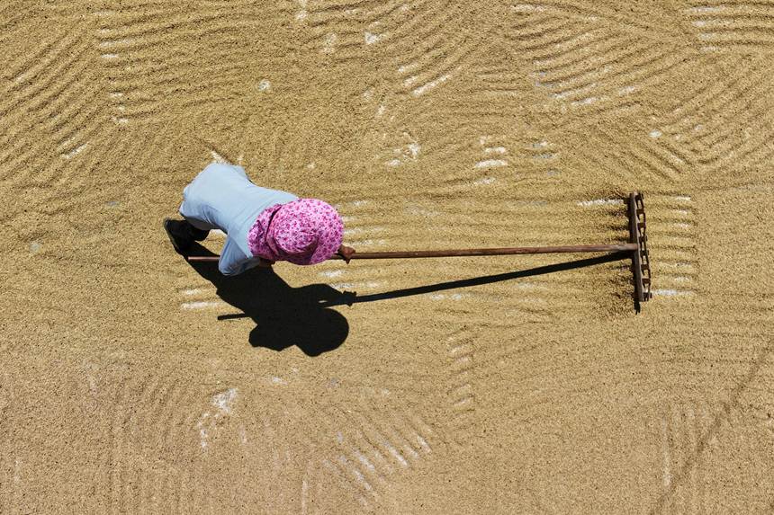 村民正在晾曬稻谷。楊敏攝