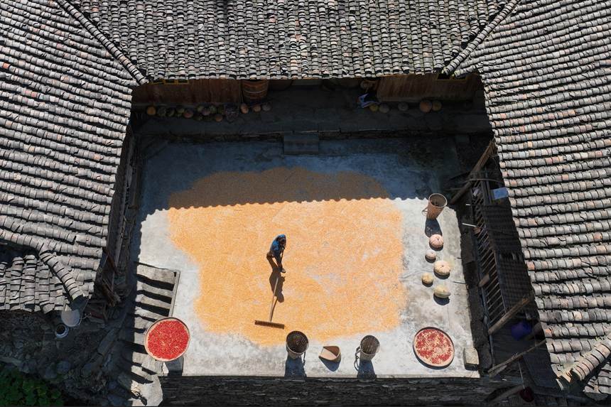 村民正在晾曬玉米。楊敏攝