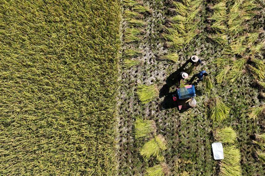 南溪村村民正在收割水稻。楊敏攝