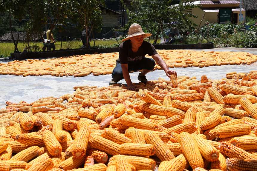 村民正在晾曬玉米。楊敏攝