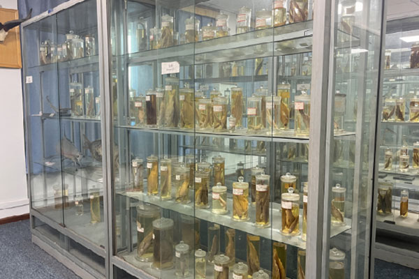 中醫(yī)藥標本。西南大學醫(yī)院供圖