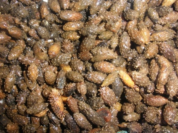 清洗回收后的蒼耳。受訪人供圖