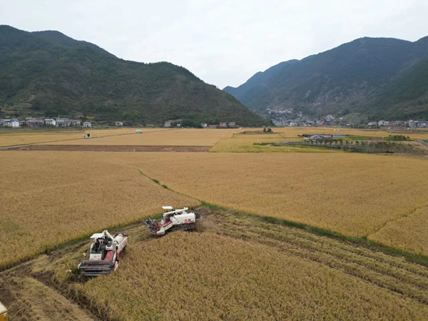 巫山縣廟宇鎮(zhèn)稻田豐收。巫山縣融媒體中心供圖