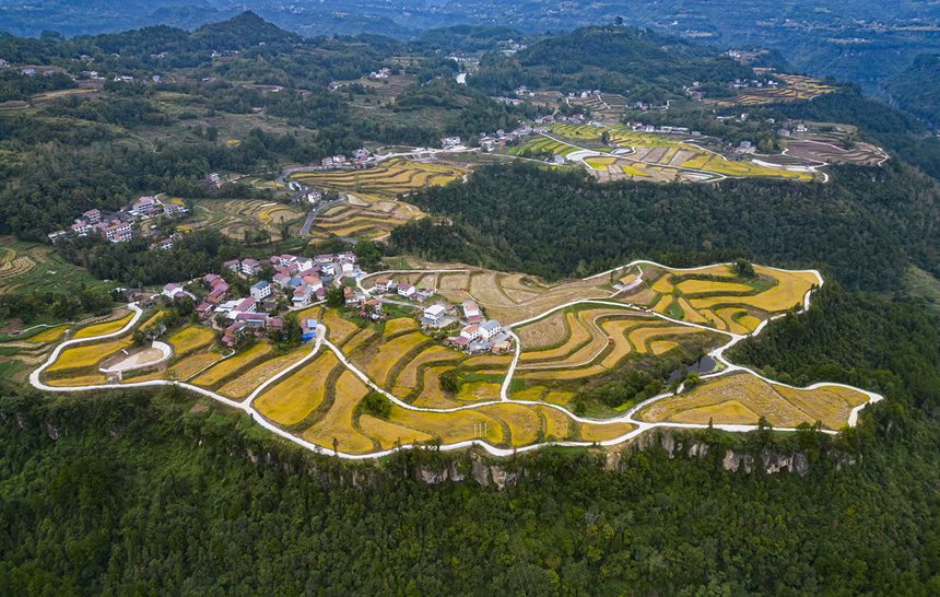 萬(wàn)州恒合土家族鄉(xiāng)高標(biāo)準(zhǔn)農(nóng)田一片金黃。冉孟軍攝