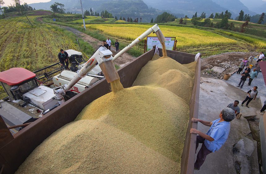 村民們正在運(yùn)送稻谷。冉孟軍攝