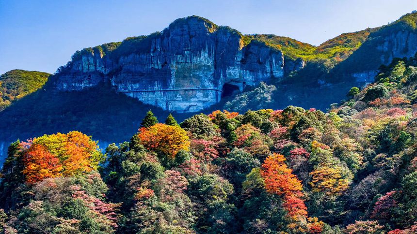 金佛山彩林色彩斑斕恍若“童話”世界。瞿明斌攝