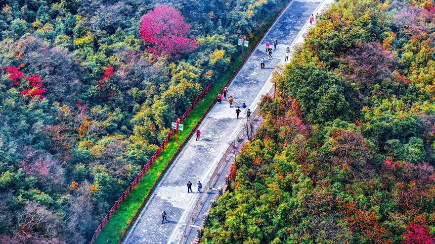 金佛山彩林色彩斑斕恍若“童話”世界。瞿明斌攝