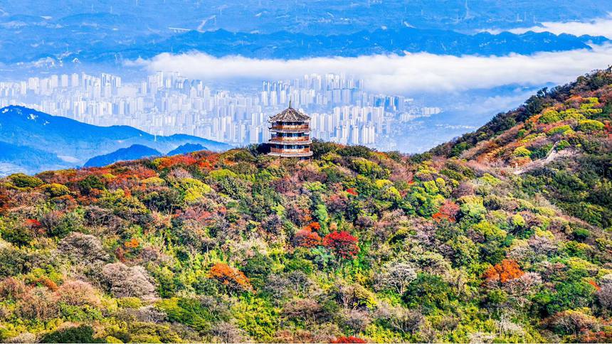 金佛山彩林色彩斑斕恍若“童話”世界。瞿明斌攝