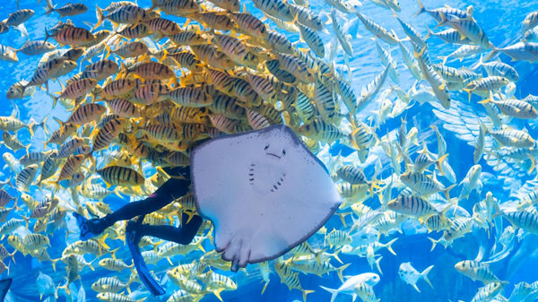 重慶融創(chuàng)海世界魚群圖。融創(chuàng)海世界供圖