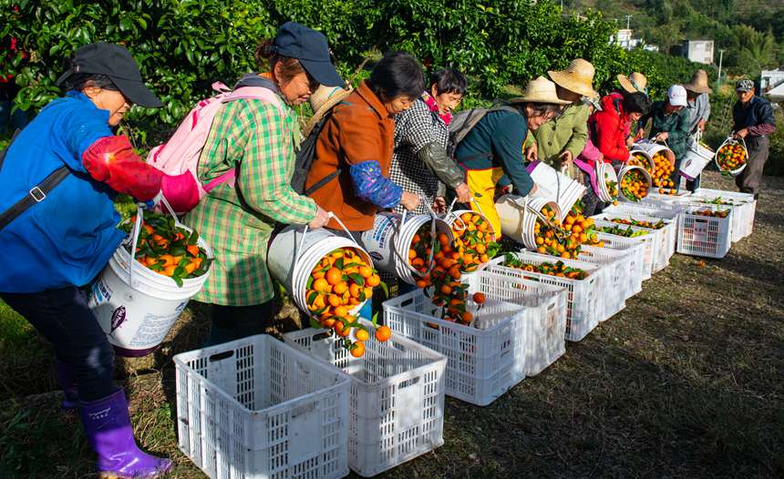 砂糖橘迎來豐收。冉孟軍 攝