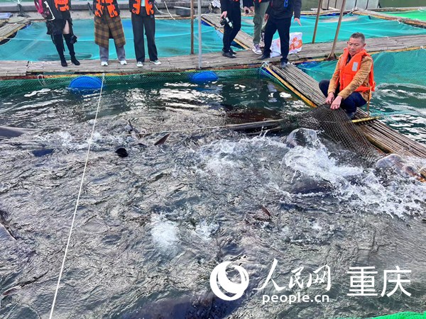 工作人員向記者展示養(yǎng)殖的魚類。人民網(wǎng)記者 馮文彥攝