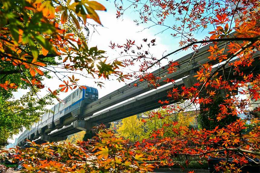 冬日山城，南岸區(qū)學(xué)府大道沿線，一路“楓景”如畫(huà)。郭旭攝