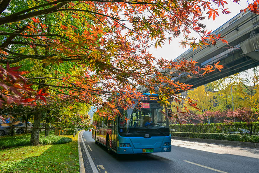 冬日山城，南岸區(qū)學府大道沿線，一路“楓景”如畫。郭旭攝