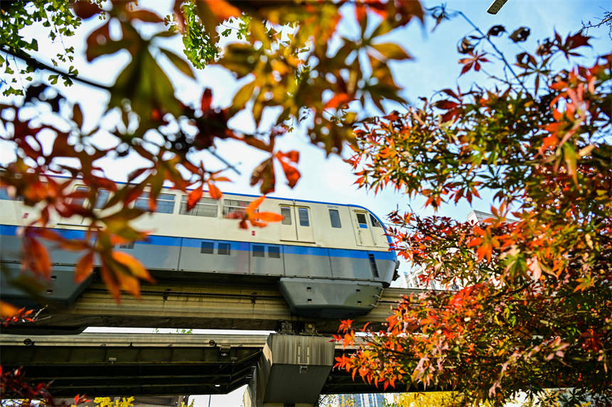 冬日山城，南岸區(qū)學府大道沿線，一路“楓景”如畫。郭旭攝
