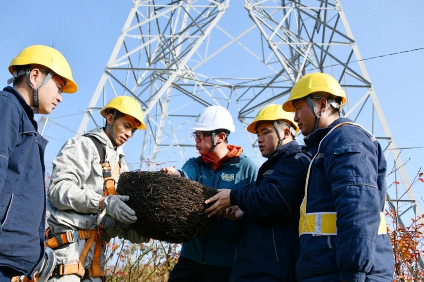 防鳥(niǎo)撞專(zhuān)家與重慶送變電公司員工討論鳥(niǎo)巢安裝注意事項(xiàng)。張弛攝