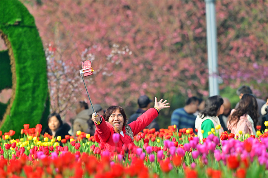 重慶南山植物園，市民在郁金香花海里打卡合影。郭旭攝