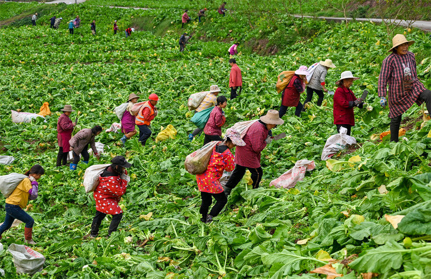田間地頭，村民干得熱火朝天。付作僑攝 