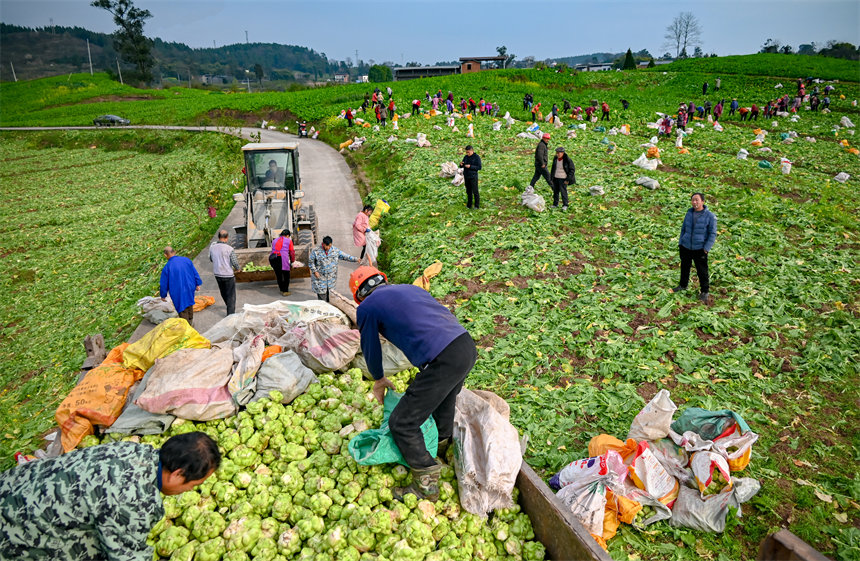 田間地頭，村民干得熱火朝天。付作僑攝 