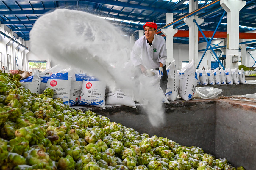 青菜頭稱重后倒入榨菜廠窖池，村民麻利地將鹽撒入池中。付作僑攝