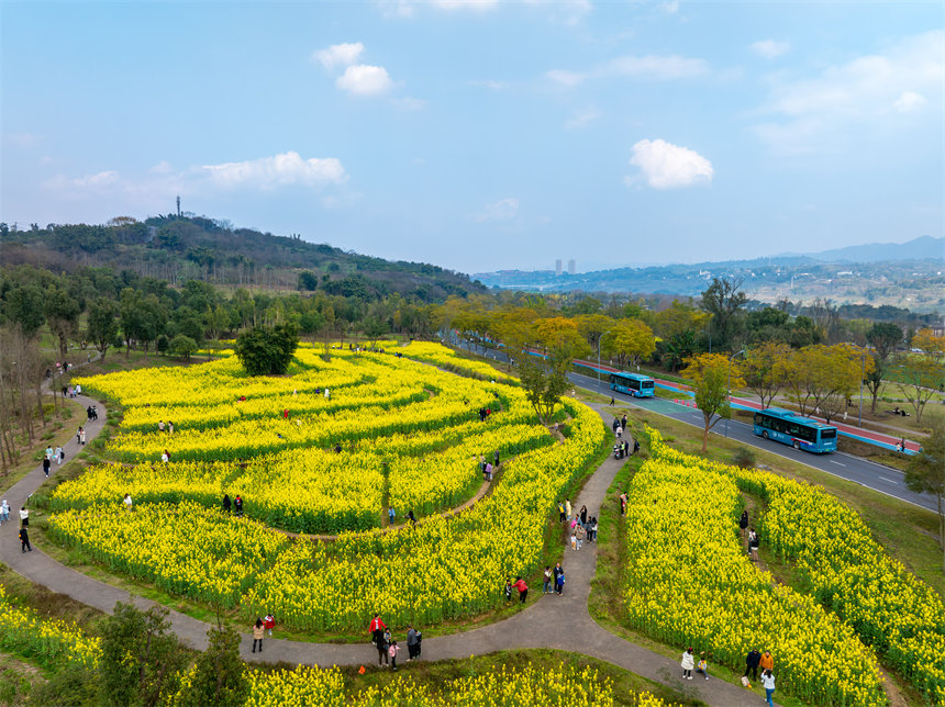 廣陽島油菜花田迎春綻放，吸引游客踏青打卡。郭旭攝
