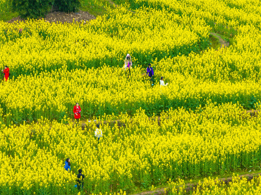 廣陽島油菜花田迎春綻放，吸引游客踏青打卡。郭旭攝
